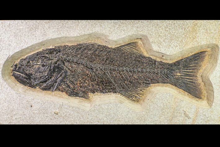 Fossil Fish (Mioplosus) From Wyoming - Large Specimen #163425